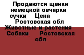 Продаются щенки немецкой овчарки,( сучки) › Цена ­ 3 000 - Ростовская обл. Животные и растения » Собаки   . Ростовская обл.